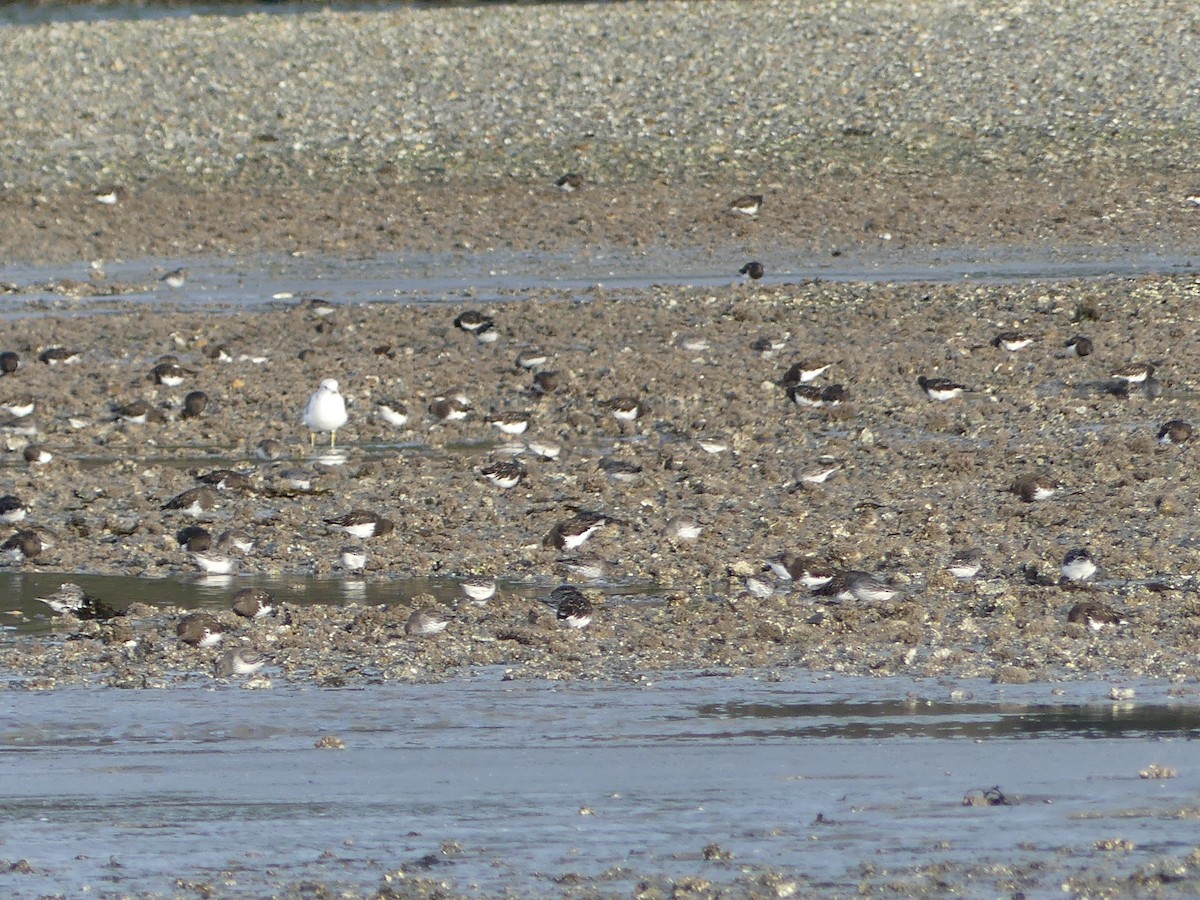 kamenáček černohlavý - ML644337072