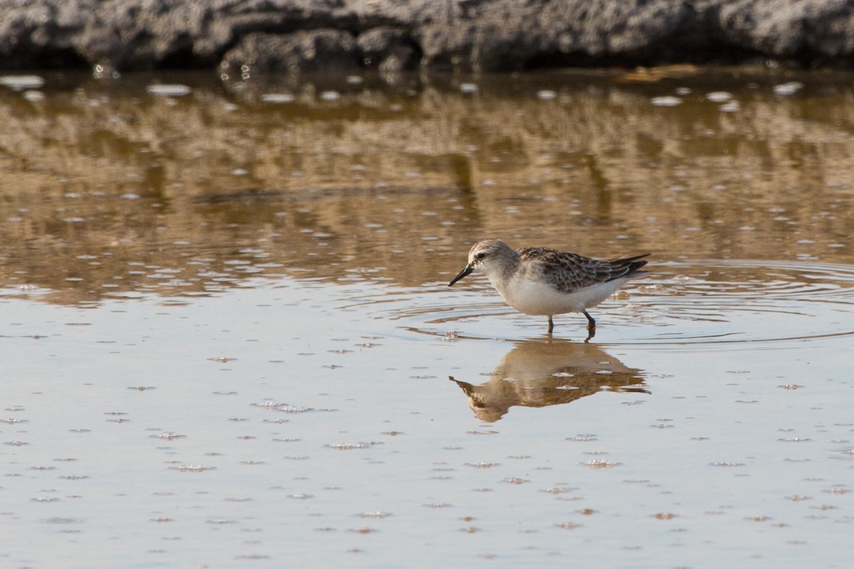 Red-necked Stint - ML644337073