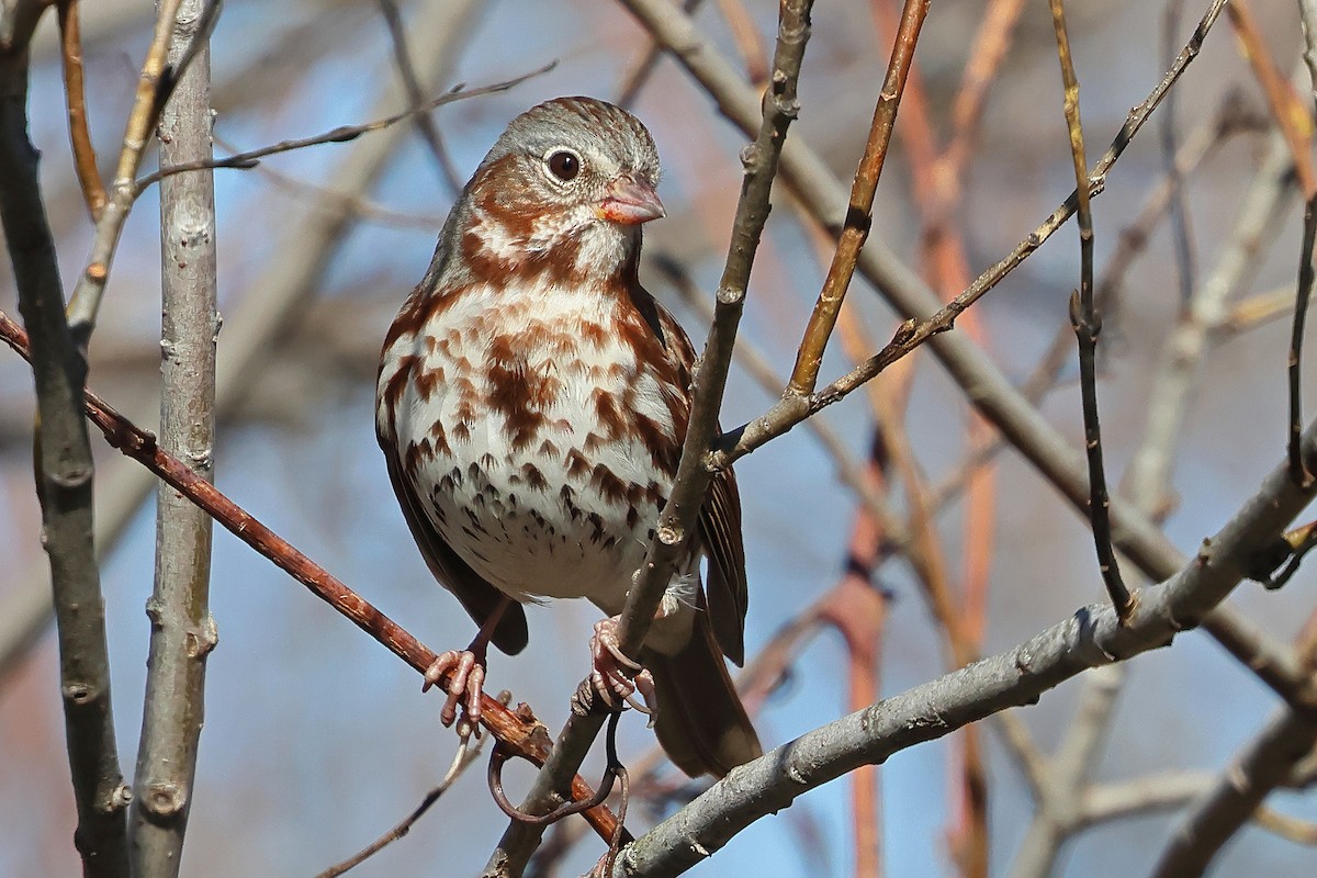 Fox Sparrow (Red) - ML644337077