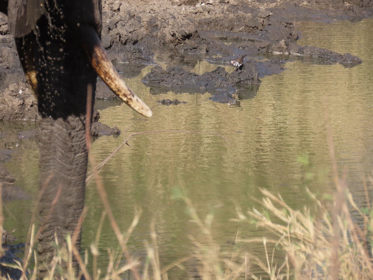 Three-banded Plover (African) - ML644337079