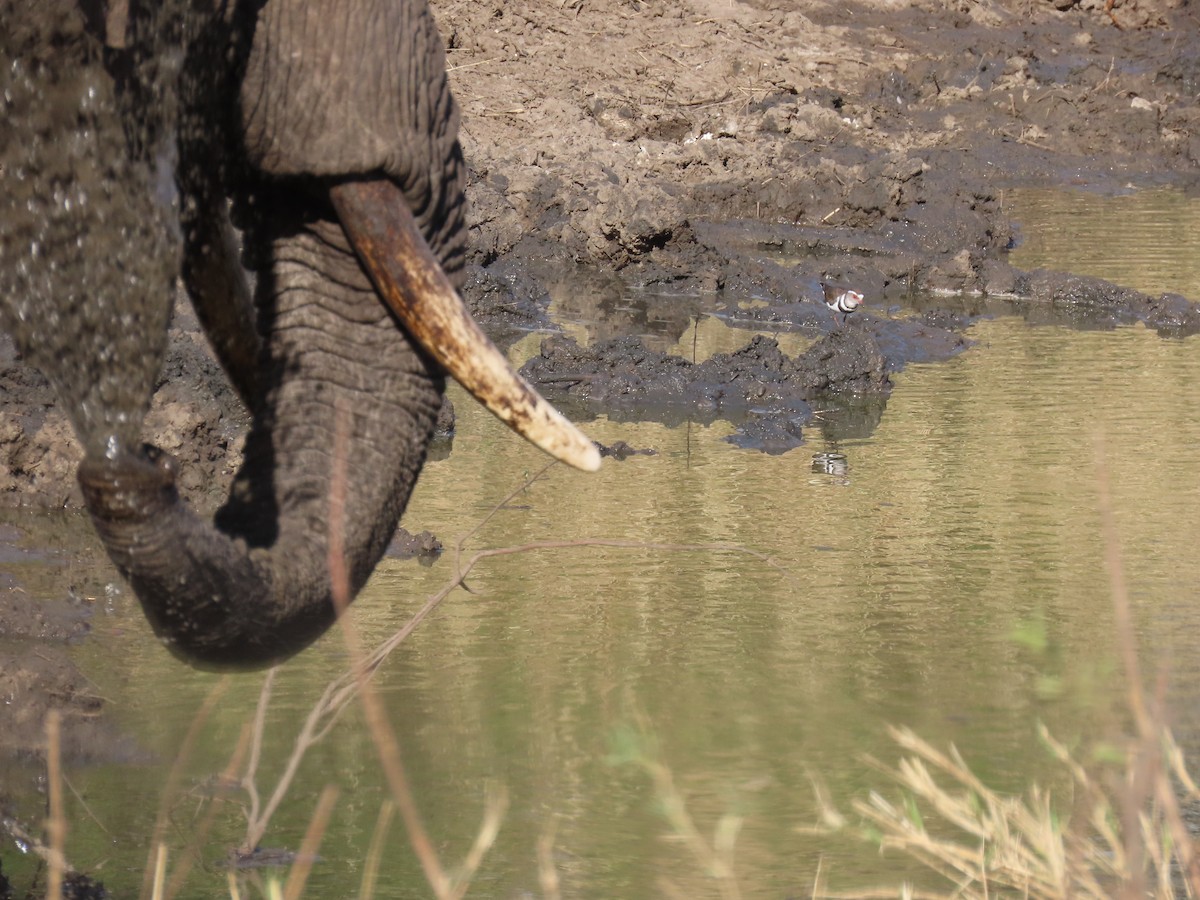 Three-banded Plover (African) - ML644337080