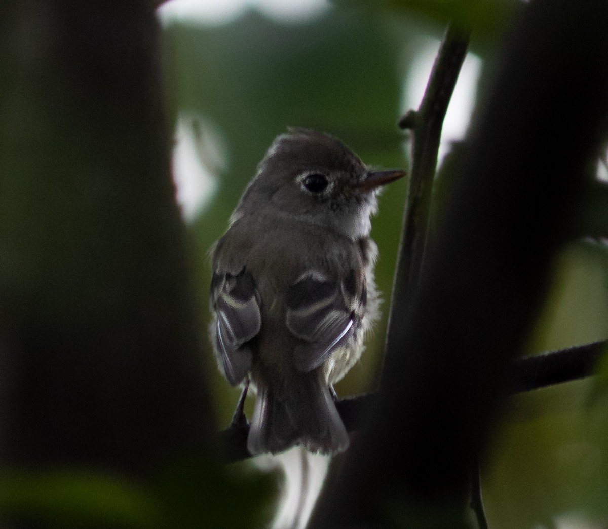 Least Flycatcher - ML644337081