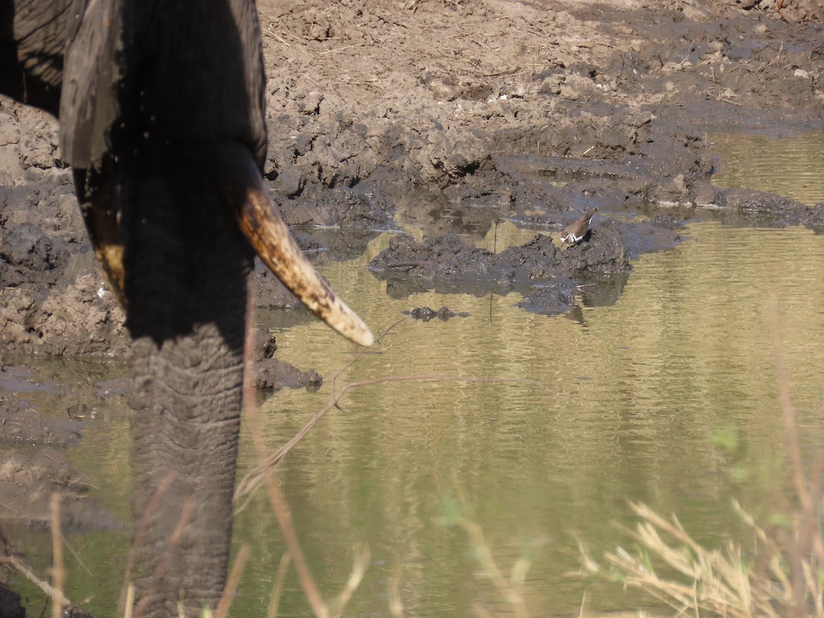 Three-banded Plover (African) - ML644337082