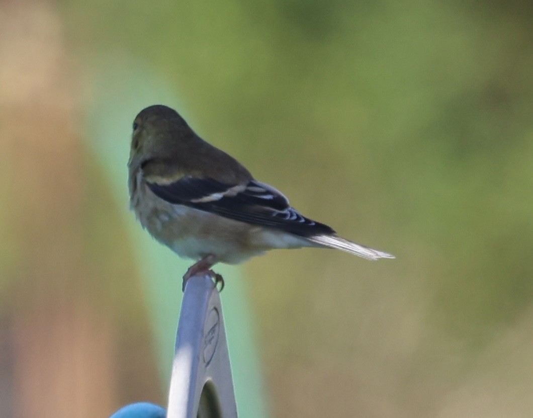 gulstillits - ML644337092