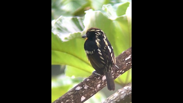 Gilded Barbet - ML644337093