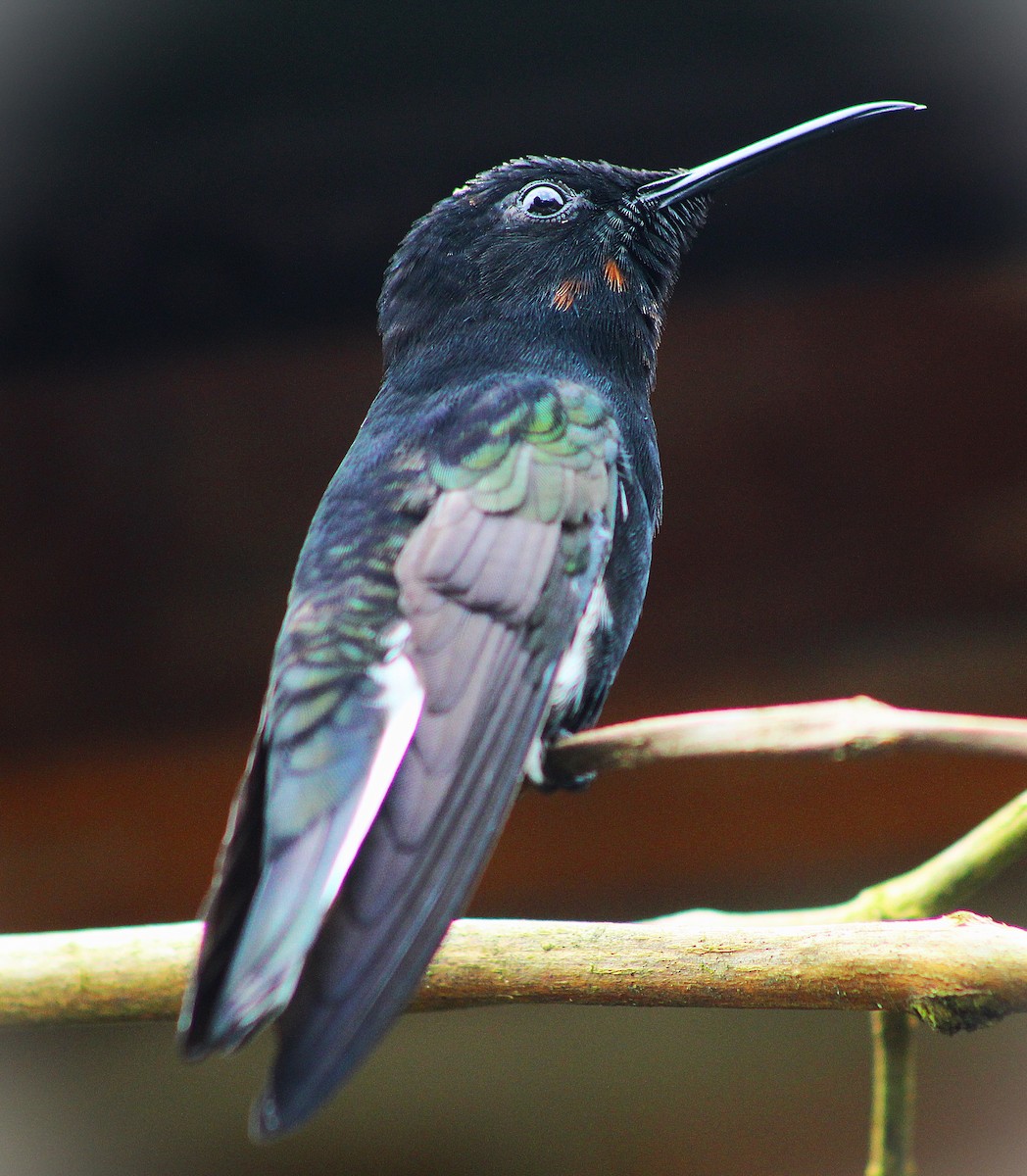 Black Jacobin - ML644337096