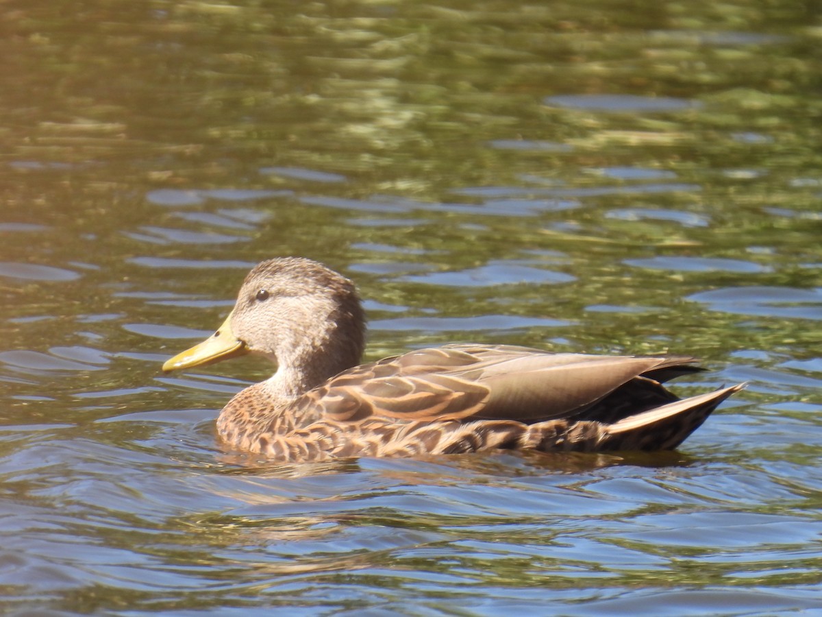 Mexican Duck - ML644337111