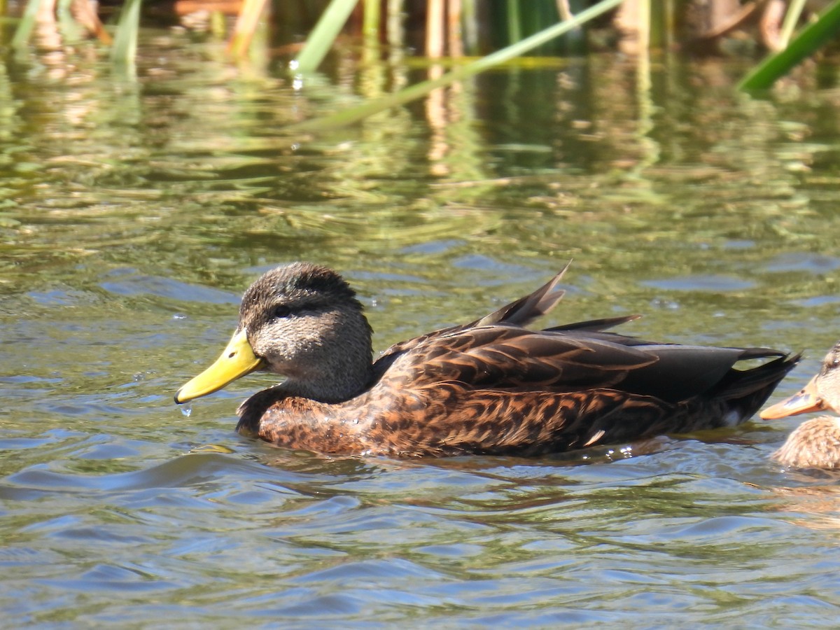 Mexican Duck - ML644337112