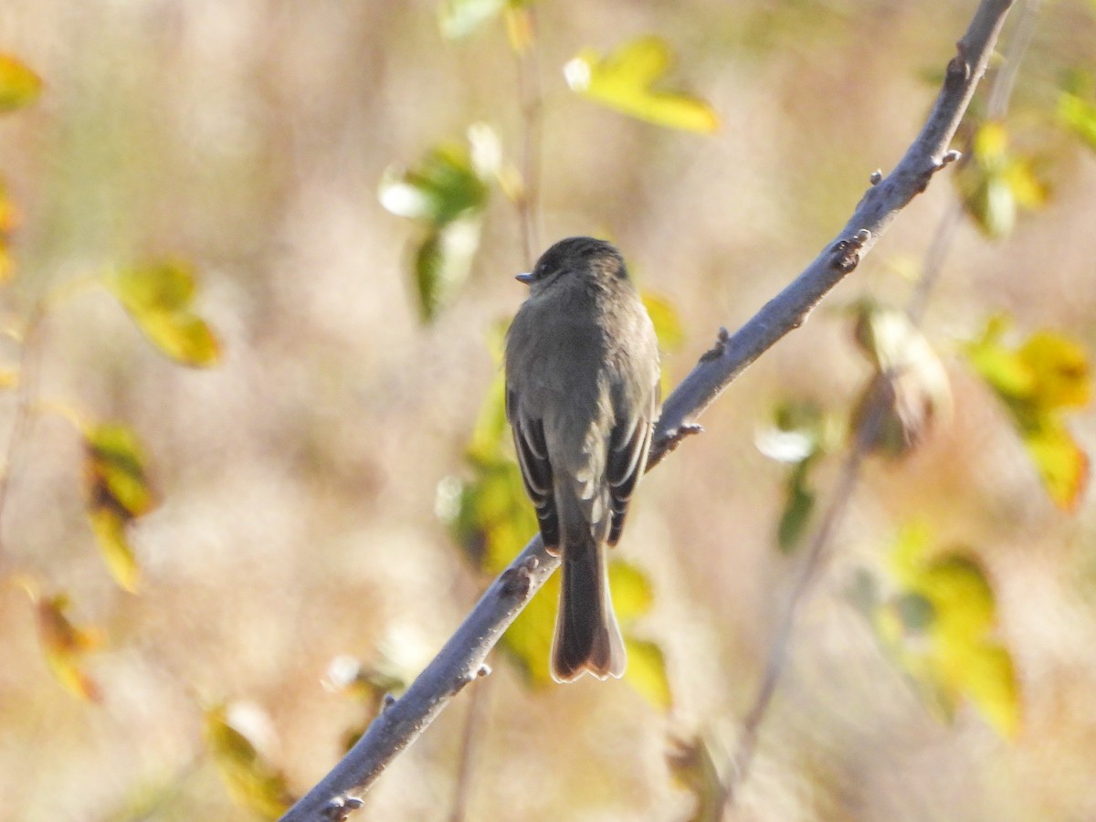 Eastern Phoebe - ML644337117
