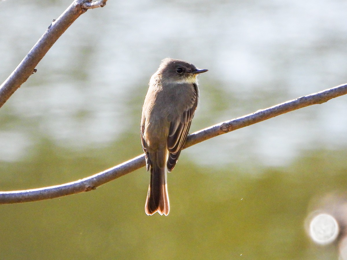 Eastern Phoebe - ML644337118