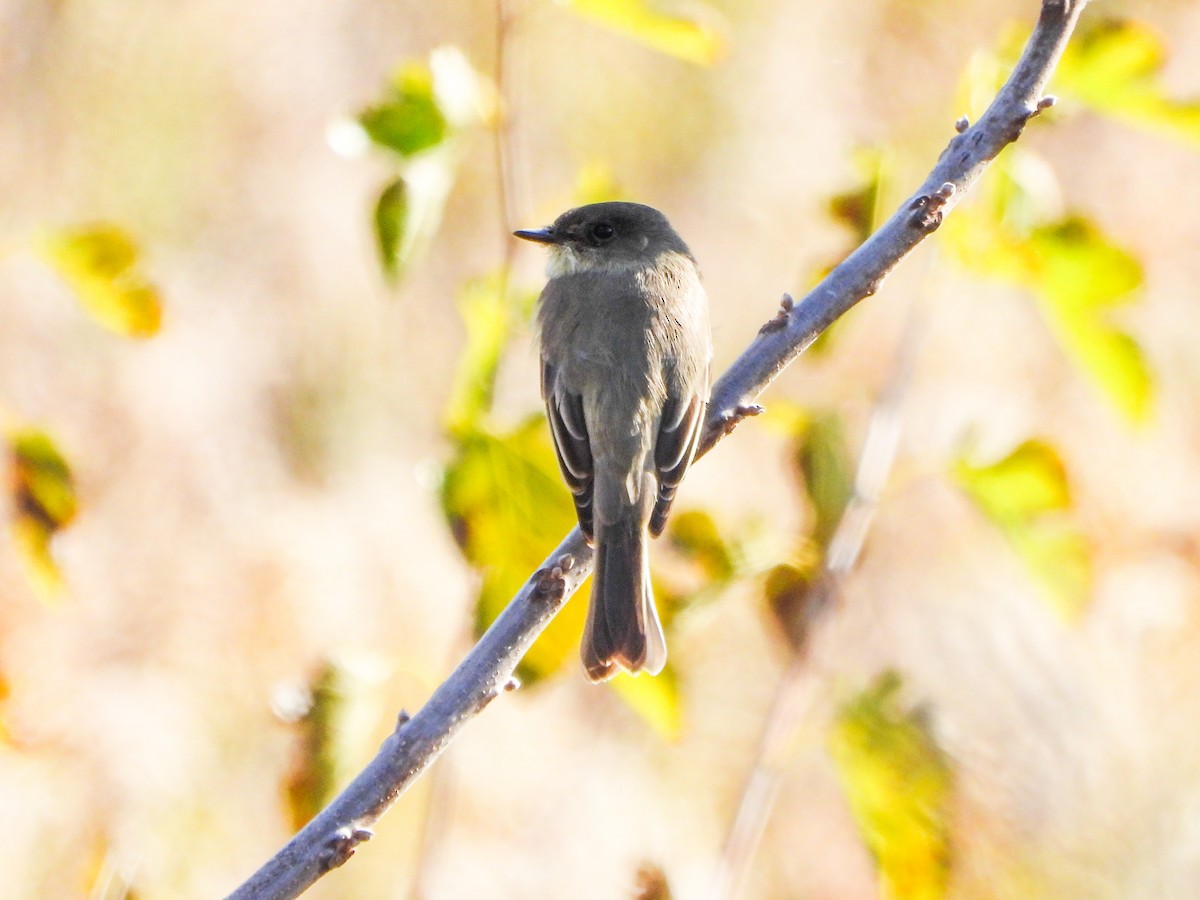 Eastern Phoebe - ML644337119