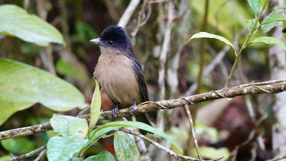 Crested Becard - ML644337130