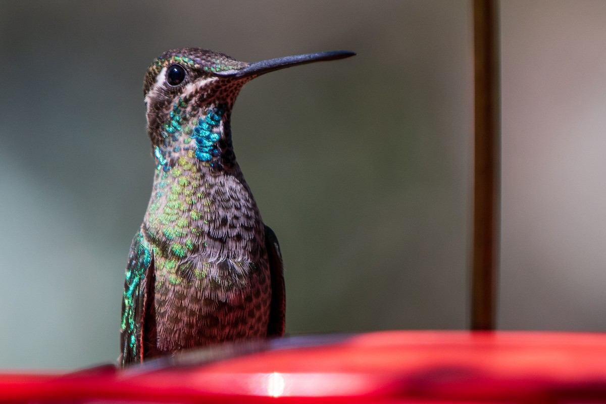 purpurissekolibri - ML644337143