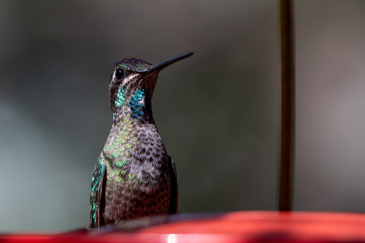 purpurissekolibri - ML644337144