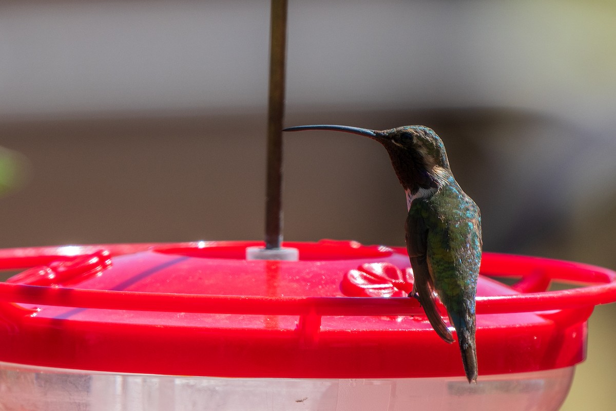 Colibri lucifer - ML644337163