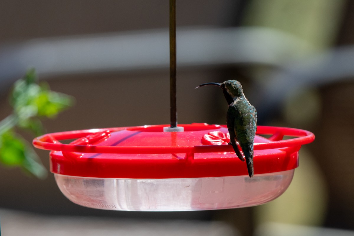 Colibri lucifer - ML644337164