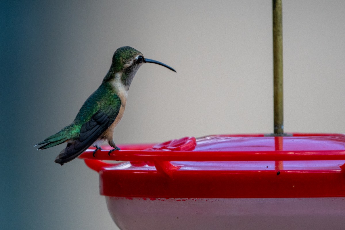 Colibri lucifer - ML644337165