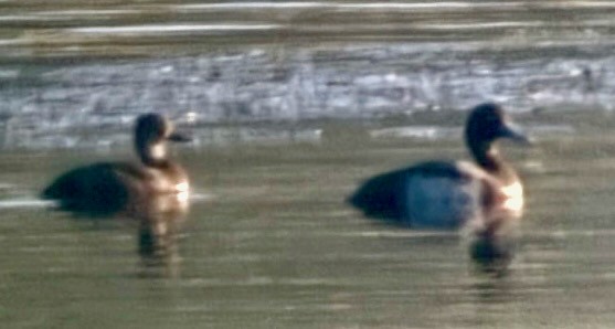 Lesser Scaup - ML644337179