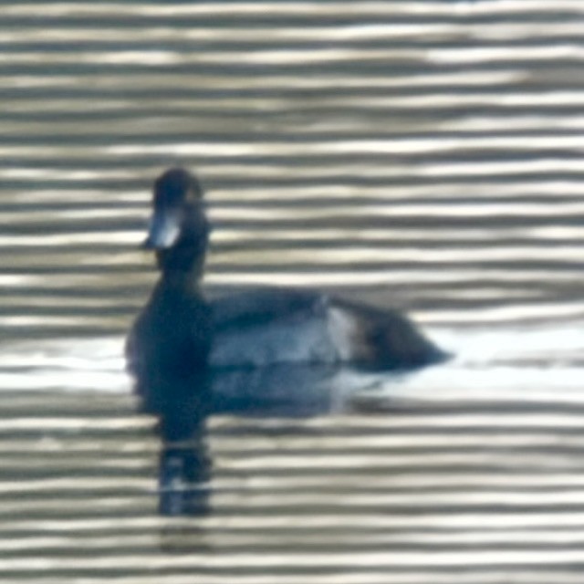 Lesser Scaup - ML644337180