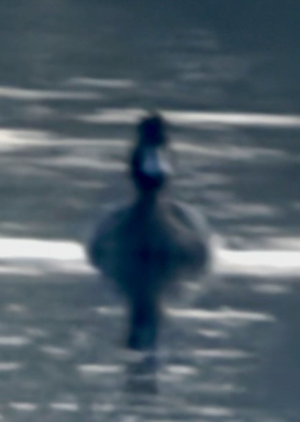 Lesser Scaup - ML644337181