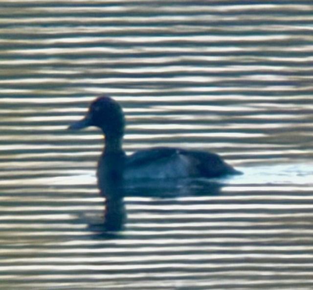 Lesser Scaup - ML644337182