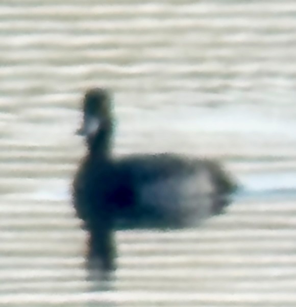 Lesser Scaup - ML644337183