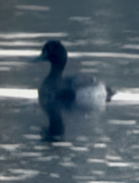 Lesser Scaup - ML644337184