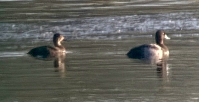 Lesser Scaup - ML644337185