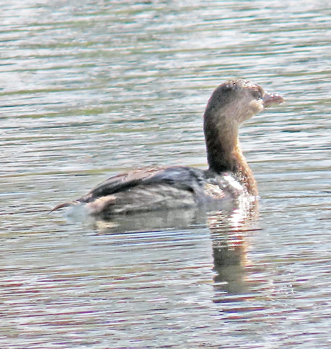 Bindentaucher - ML644337187