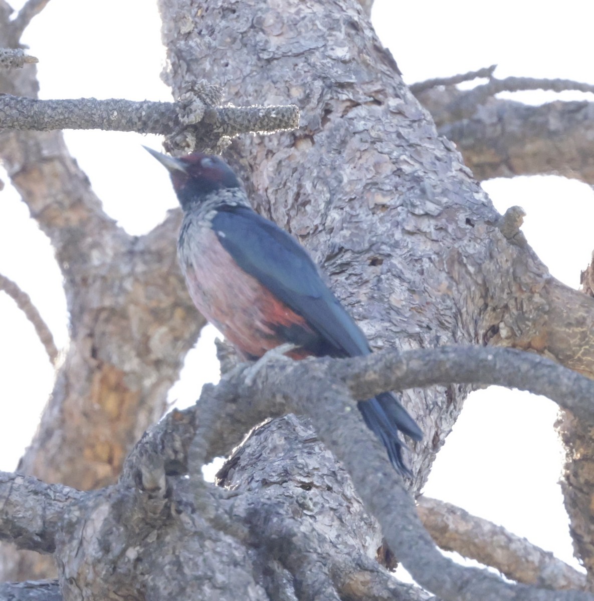 Lewis's Woodpecker - ML644337203