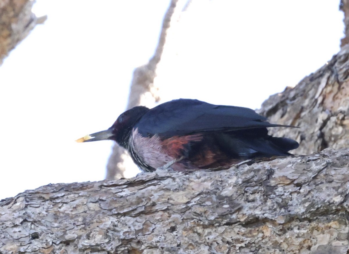 Lewis's Woodpecker - ML644337204