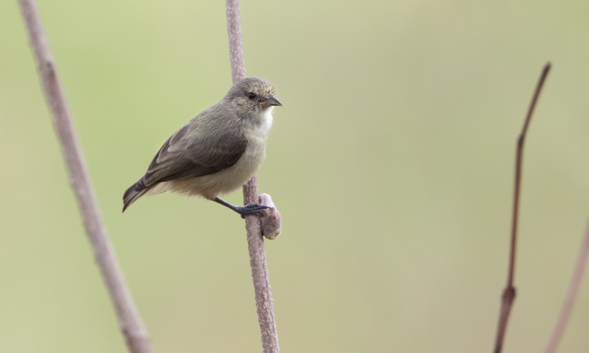 moudivláček africký - ML644337205