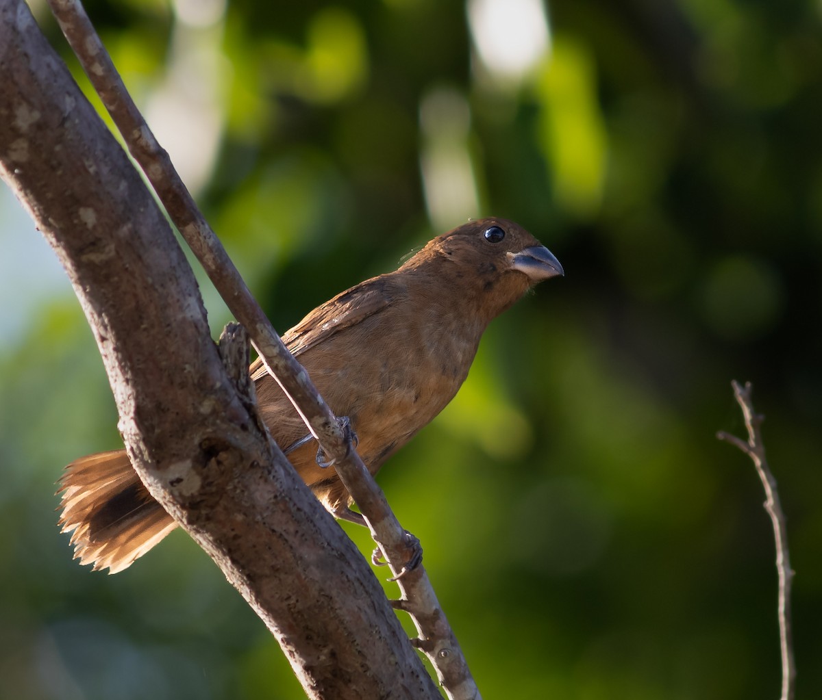 Blue Bunting - ML644337215
