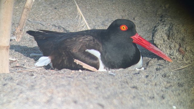 American Oystercatcher - ML644337233