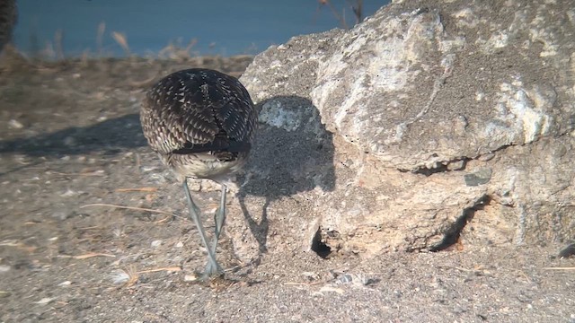Hudsonian Whimbrel - ML644337243