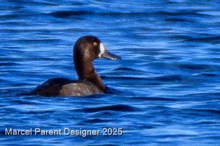 Bergente - ML644337262