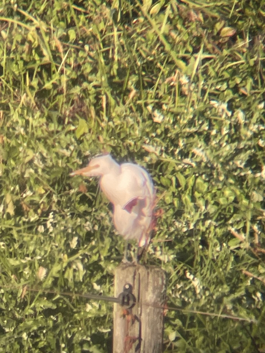 Western Cattle-Egret - ML644337267