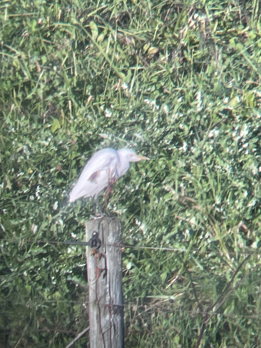 Western Cattle-Egret - ML644337268