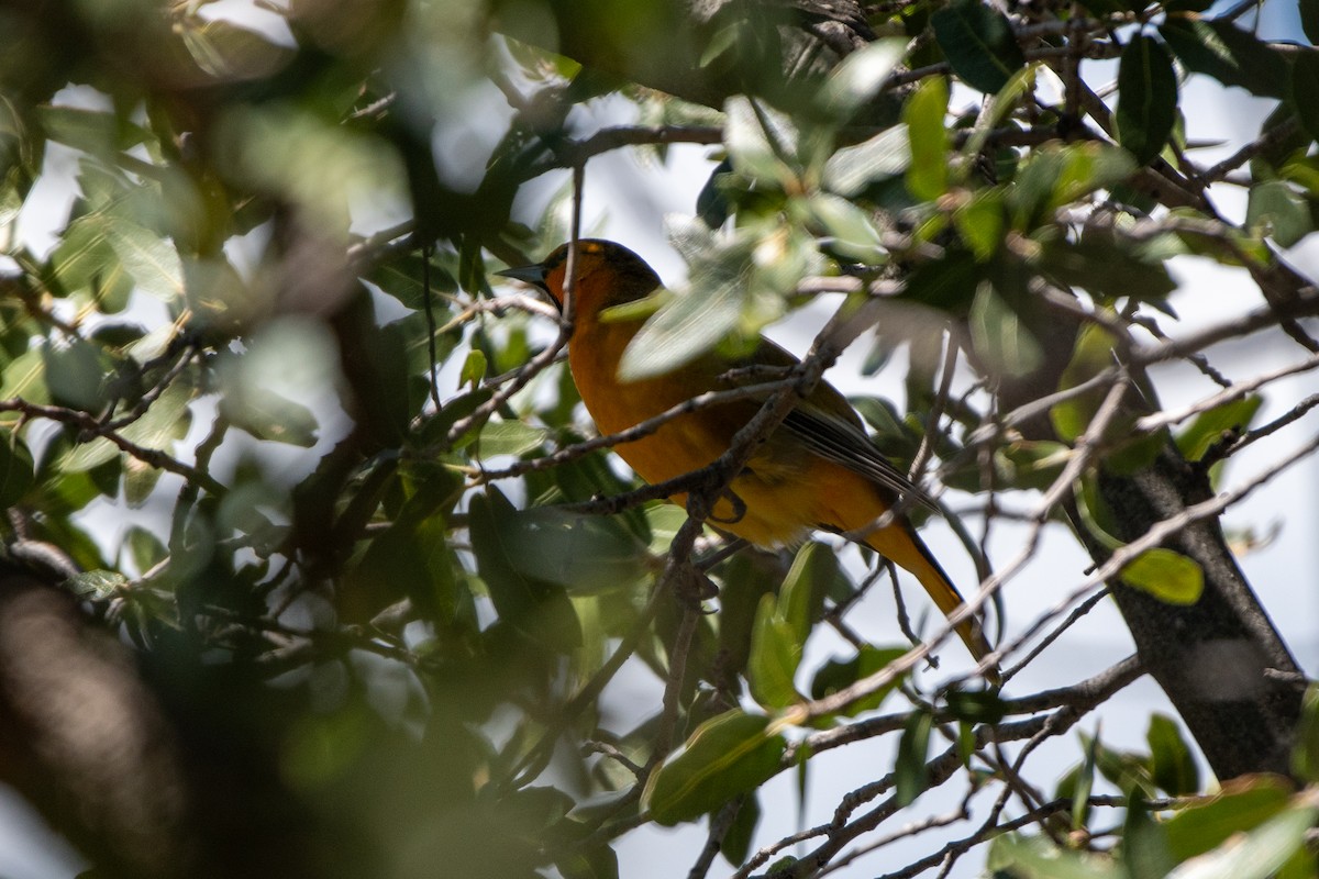 Bullock's Oriole - ML644337271