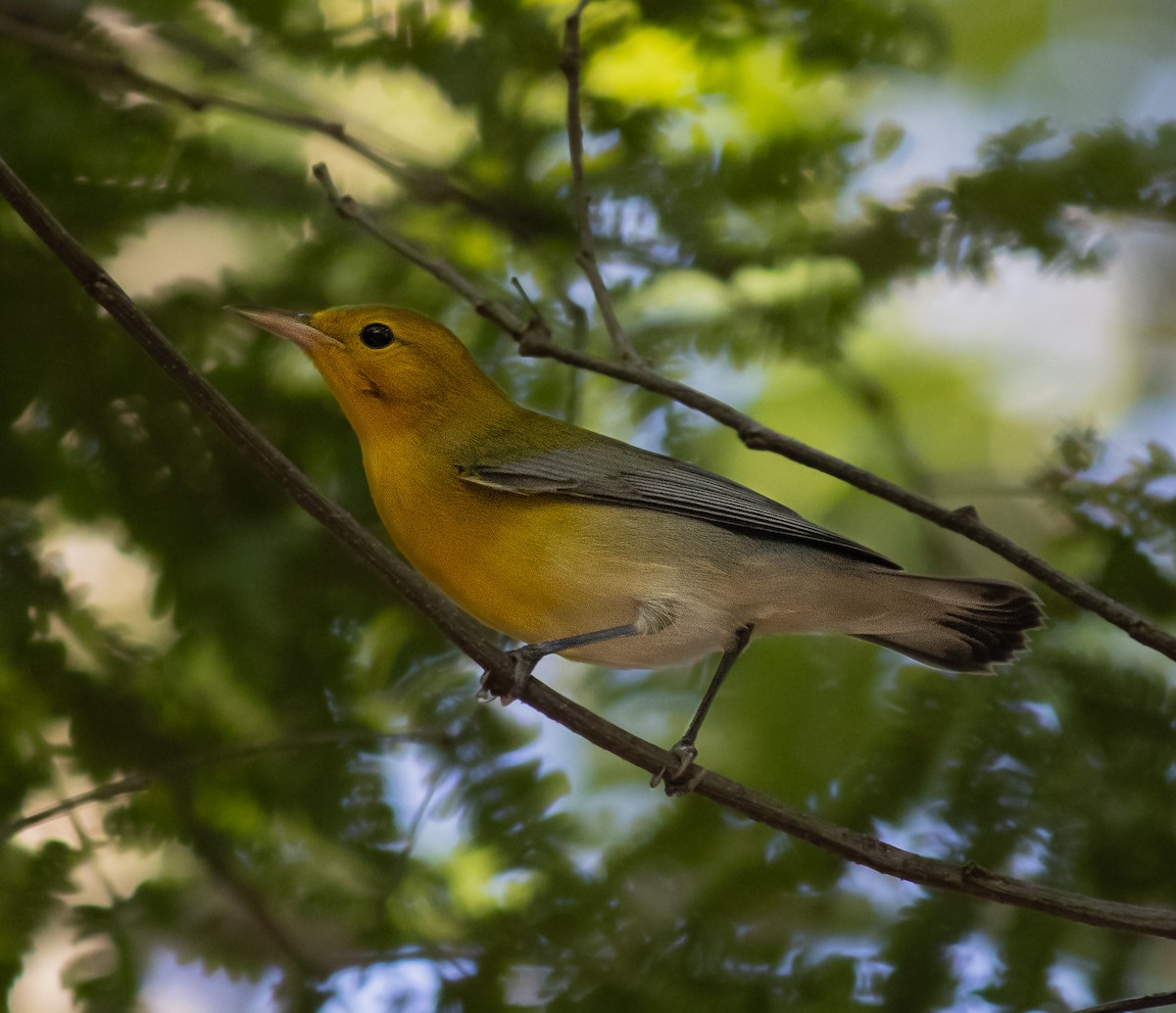 Prothonotary Warbler - ML644337283