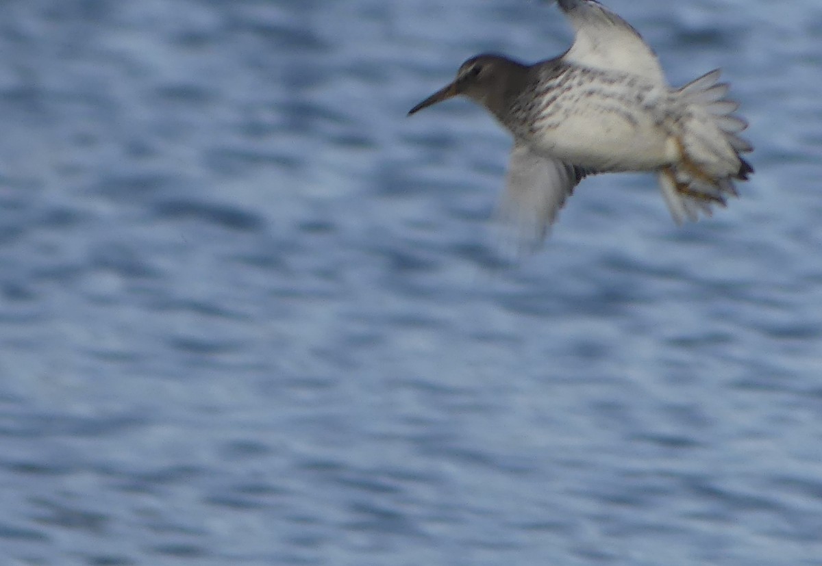 klippesnipe - ML644337284