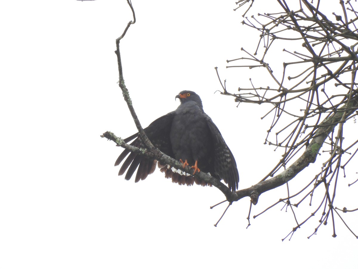 smalnebbglente - ML644337309