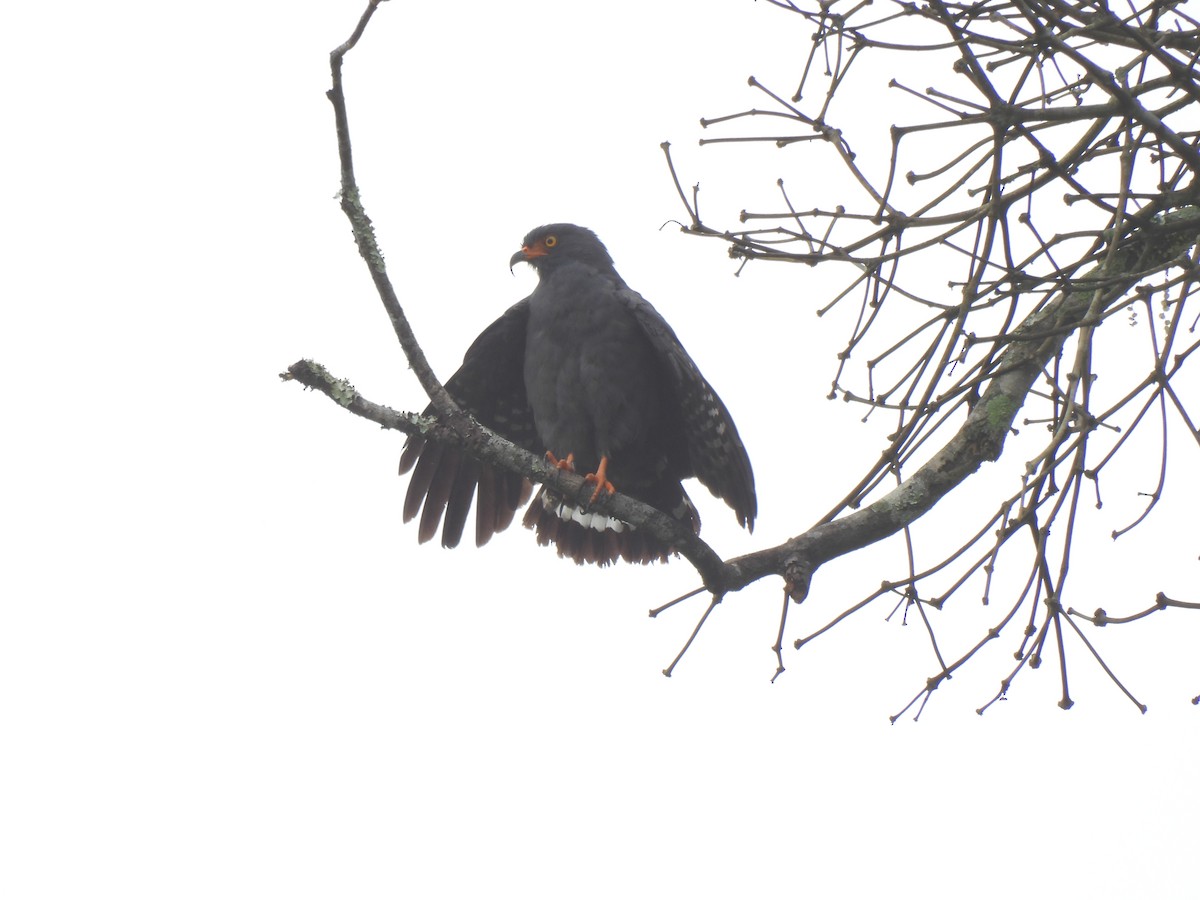 smalnebbglente - ML644337310