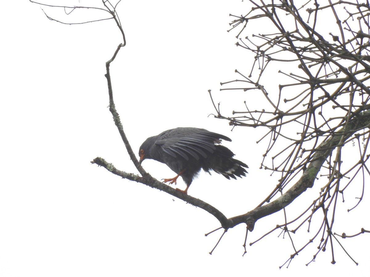 smalnebbglente - ML644337311