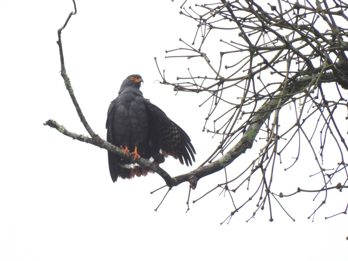 smalnebbglente - ML644337312