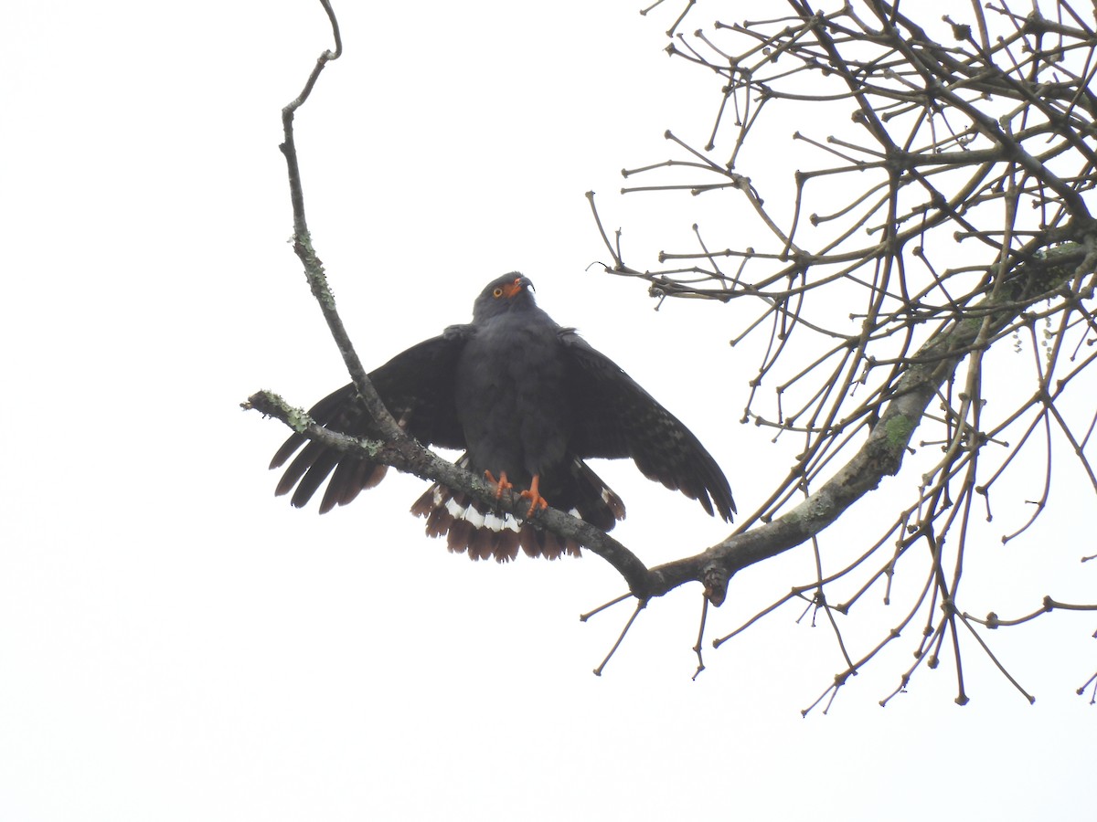 smalnebbglente - ML644337313