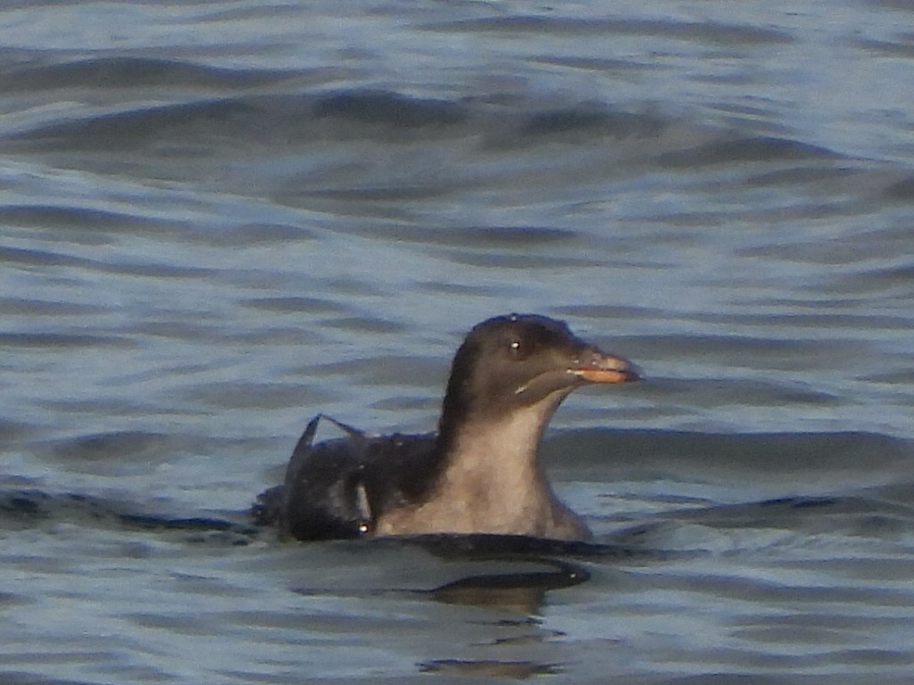 papuchalk růžkatý - ML644337315