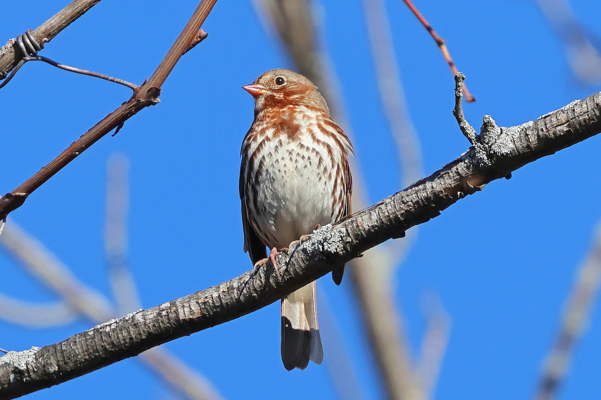 Fox Sparrow (Red) - ML644337317