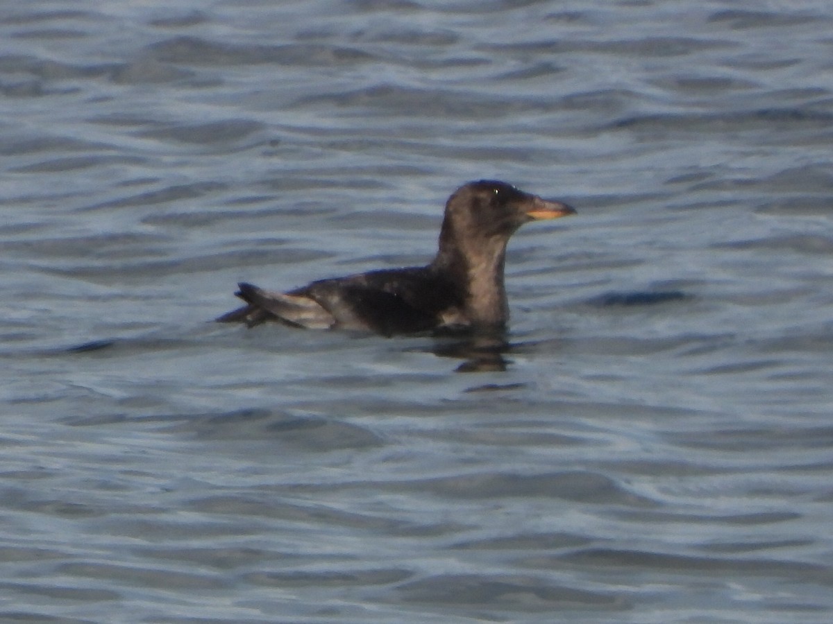 papuchalk růžkatý - ML644337318