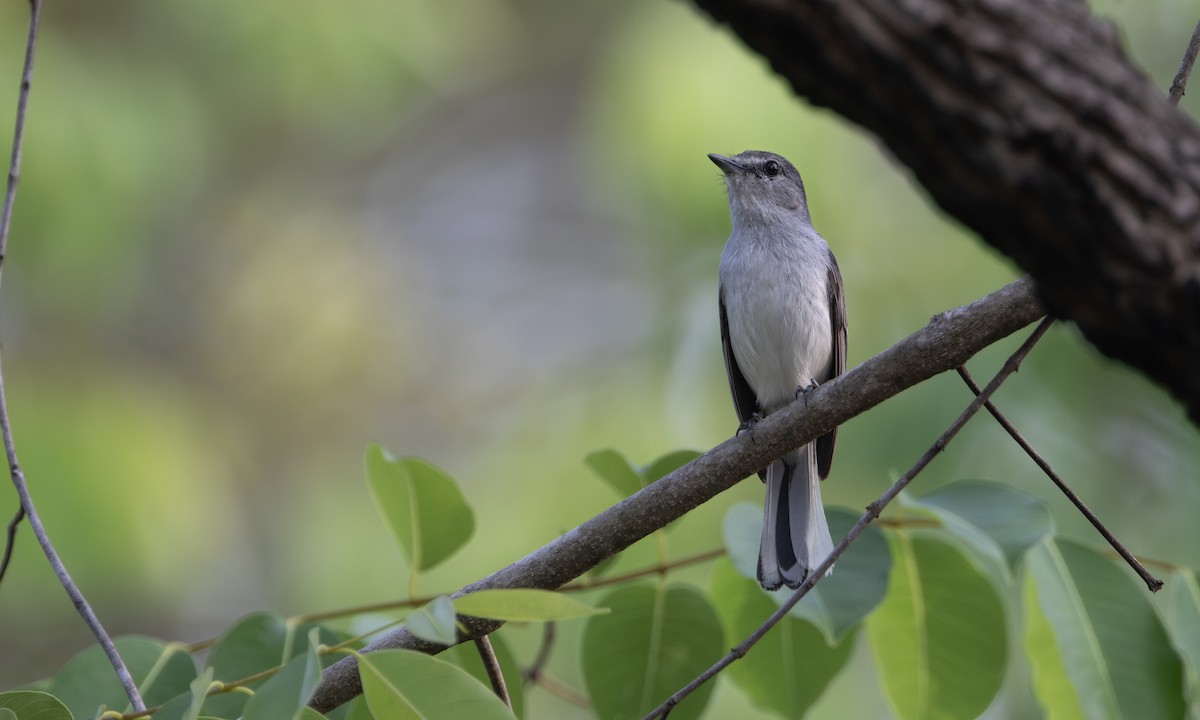 Gray Tit-Flycatcher - ML644337327